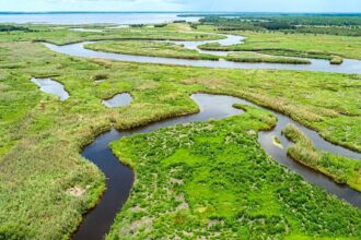 Weekend alligator attacks leave Florida woman dead, child injured