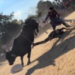 Bull rider, 25, hospitalized after being trampled by bovine at NYC rodeo event: wild video