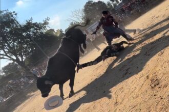 Bull rider, 25, hospitalized after being trampled by bovine at NYC rodeo event: wild video
