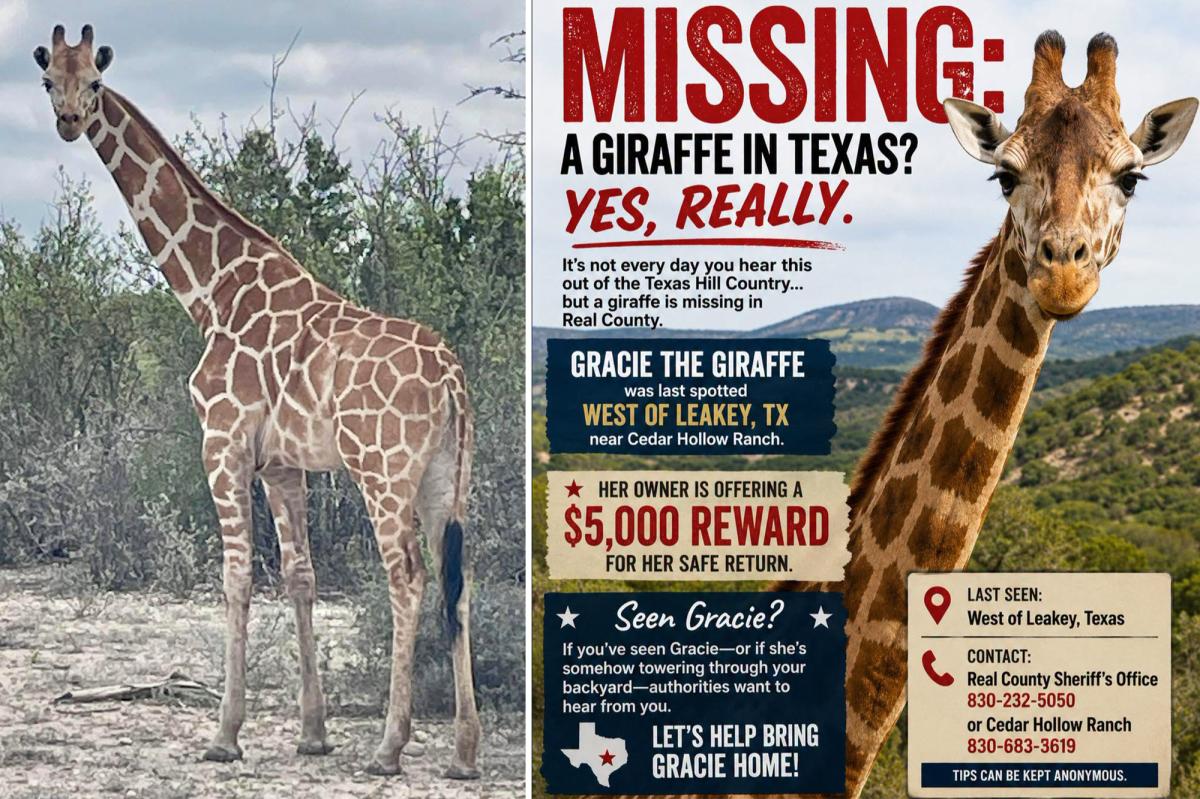 Gracie the giraffe vanishes from Texas ranch and hasn’t been seen in nearly 2 weeks, puzzling public