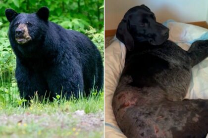 Alaska woman uses weapon to survive terrifying bear attack after predator mauls pooch: ‘I thought I was dead’