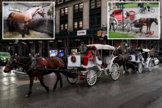 Central Park carriage horses return to work – as bombshell report finds horses with scarring, cramped stables