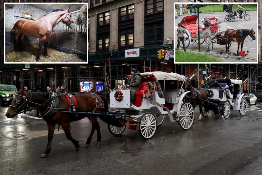 Central Park carriage horses return to work – as bombshell report finds horses with scarring, cramped stables