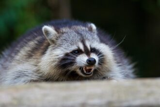 Raccoons bite 7-year-old boy, adult in separate broad daylight attacks in tony NYC suburb