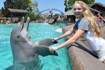 Beloved SeaWorld San Diego staple Dottie the 39-year-old dolphin dies