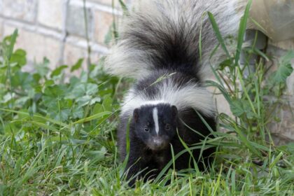 Popular household remedy for keeping skunks away dismissed as myth by wildlife expert