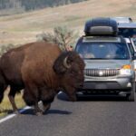12-year-old hospitalized after being injured by bison in Yellowstone National Park