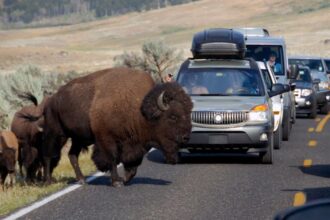 12-year-old hospitalized after being injured by bison in Yellowstone National Park