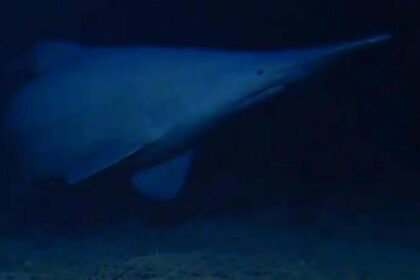 Goblin shark spotted for first time in its natural habitat — one of the deepest parts of the ocean