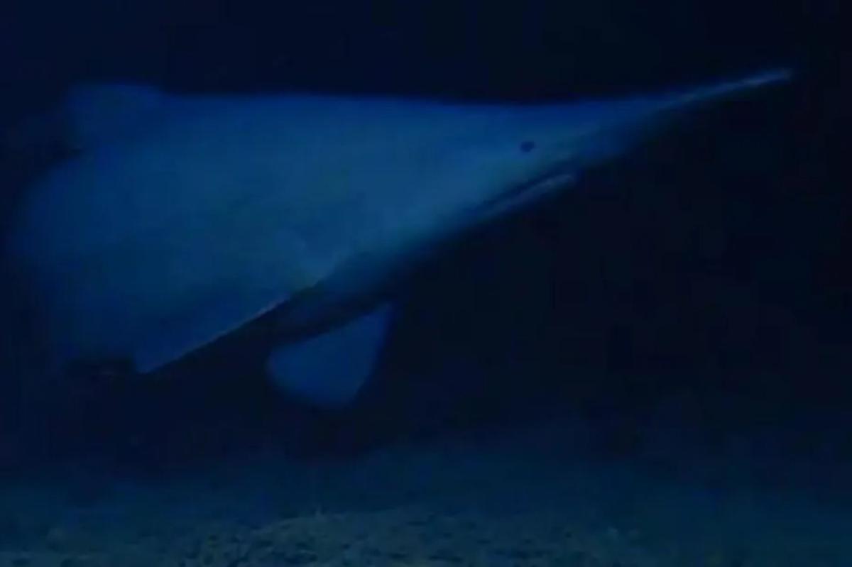 Goblin shark spotted for first time in its natural habitat — one of the deepest parts of the ocean