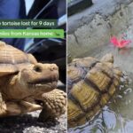 Missing tortoise reunited with family after frantic search