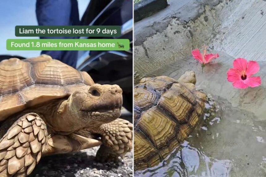 Missing tortoise reunited with family after frantic search