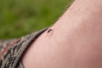 Zapping Mosquitos With Lasers Is a Real Thing, Thanks to AI