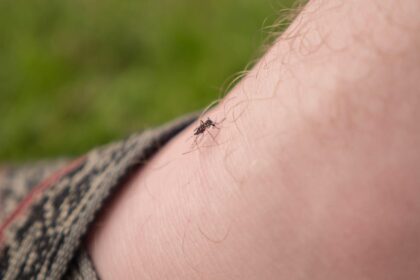 Zapping Mosquitos With Lasers Is a Real Thing, Thanks to AI