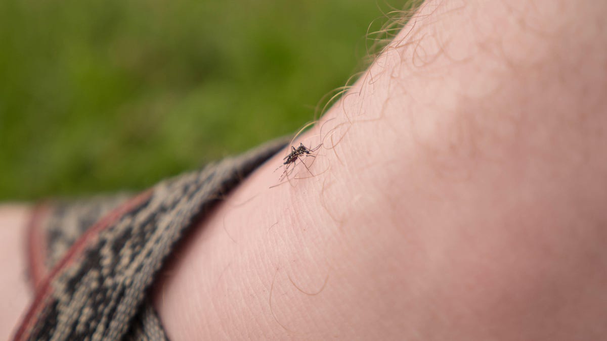 Zapping Mosquitos With Lasers Is a Real Thing, Thanks to AI