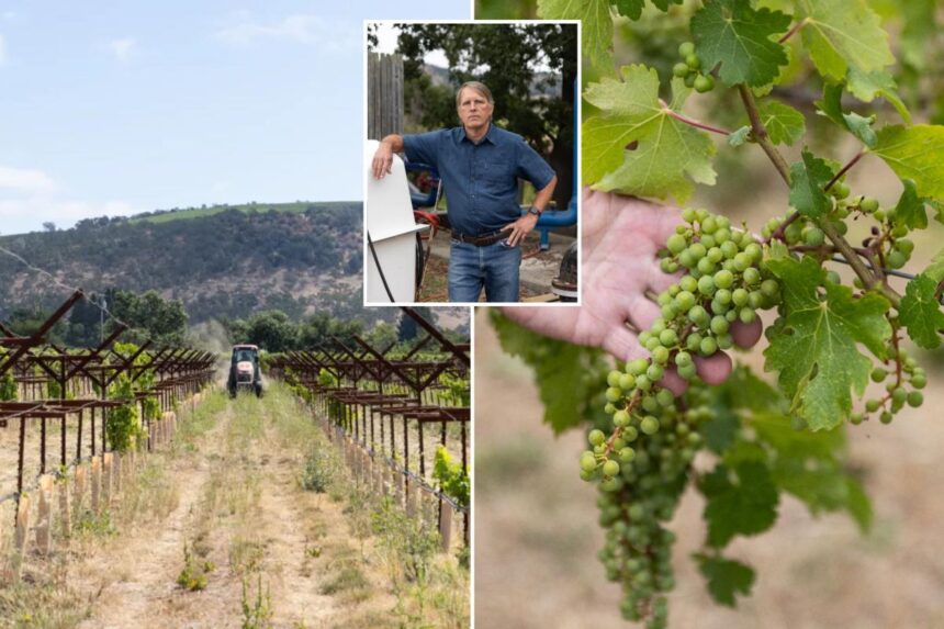 Exclusive | Furious Napa Valley vineyards facing oblivion as crucifying new fees drop: ‘Can see where this ends’