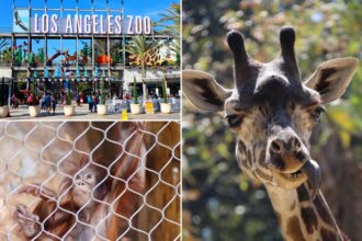 LA Zoo sees visitors disappear as city resists critical change that would save iti can add it too, just lmk