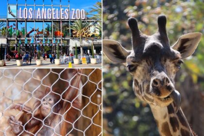 LA Zoo sees visitors disappear as city resists critical change that would save iti can add it too, just lmk