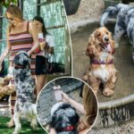 Exclusive | Dog dating app sniffs out new furry friends — and prods owners to break out of their bubbles: ‘It was fun for me, too’