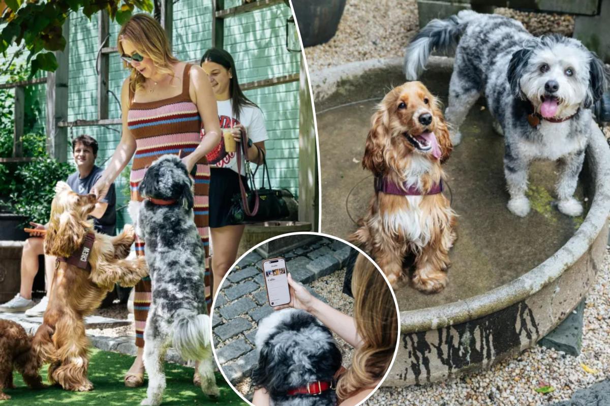 Exclusive | Dog dating app sniffs out new furry friends — and prods owners to break out of their bubbles: ‘It was fun for me, too’