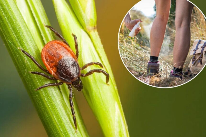 Tick populations are surging in these states — here’s what homeowners can do to keep their yards safe