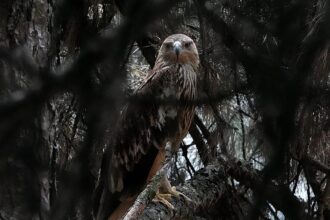 Feliks the eagle back in Serbia after kidnap ordeal in Middle East