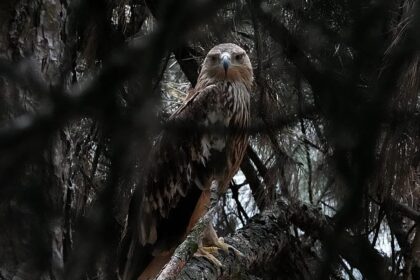 Feliks the eagle back in Serbia after kidnap ordeal in Middle East