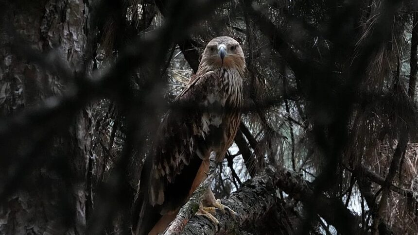 Feliks the eagle back in Serbia after kidnap ordeal in Middle East