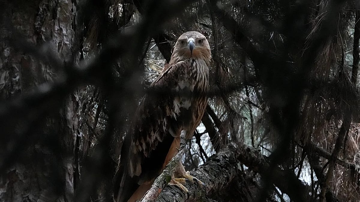 Feliks the eagle back in Serbia after kidnap ordeal in Middle East