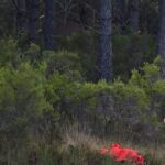 EU wildfire strategy falls short as Europe burns
