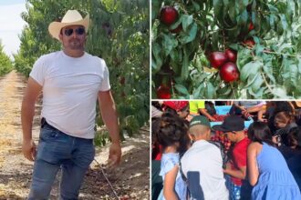 Embattled California fruit farmer gives away more than 125,000 pounds of nectarines