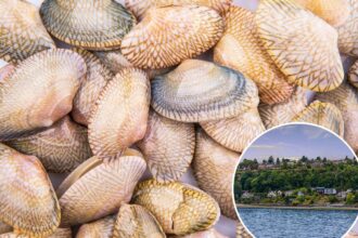 Cancer is ravaging the shellfish population in West Coast waters favored by top US restaurants