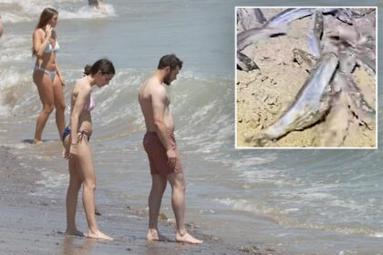 What times to see the California grunion run in 2026 – two-hour viewing windows start this week