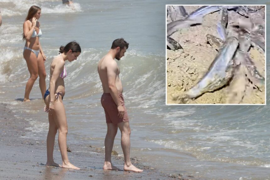 What times to see the California grunion run in 2026 – two-hour viewing windows start this week