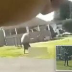 Horrifying bodycam footage shows Connecticut son beating dad to death with baseball bat outside home before cops shoot him