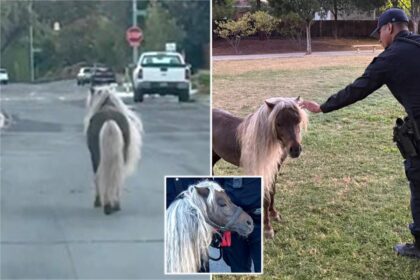 Escaped pony leads police on wild chase through streets of major California city: ‘Hold your horses!’