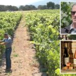 California wineries forced to torch vineyards in latest drastic move for crippled industry