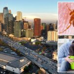 Vile flea-borne vomiting illness hits LA neighborhood as urgent warning issued