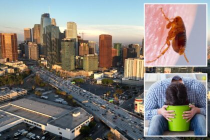Vile flea-borne vomiting illness hits LA neighborhood as urgent warning issued