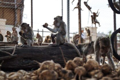 Nearly 100 monkeys escape enclosure, invade neighborhoods as officials scramble to recapture them
