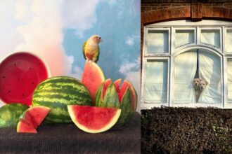 Winners from the 2026 iPhone Photography Awards