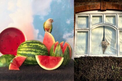 Winners from the 2026 iPhone Photography Awards