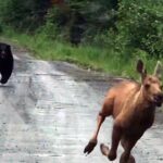 Maine man uses truck to rescue moose calf from charging bear: ‘I knew what I had to do’
