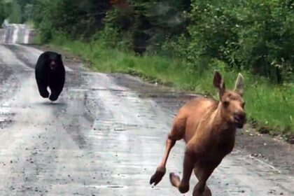 Maine man uses truck to rescue moose calf from charging bear: ‘I knew what I had to do’
