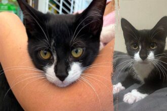 Bank robbery suspect allegedly steals kitten, asks employee to hold it before demanding cash