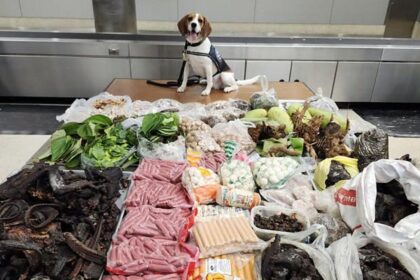 Border K9 sniffs out 99 pounds of prohibited meat, plants and monitor lizard in suitcase from Thailand