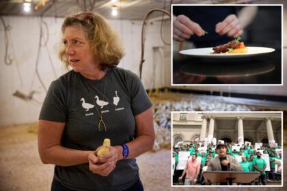 Exclusive | NYC’s foie gras sales ban set for final appeal as farmers look to save their feathers