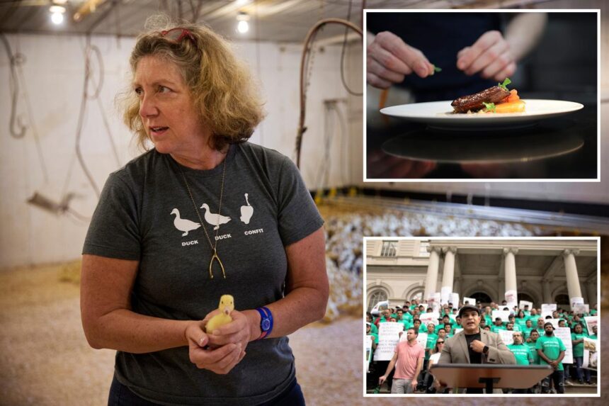 Exclusive | NYC’s foie gras sales ban set for final appeal as farmers look to save their feathers