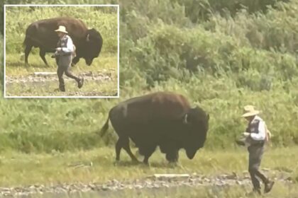 Oblivious Yellowstone fisherman has close call with behemoth bison before wife comes to the rescue