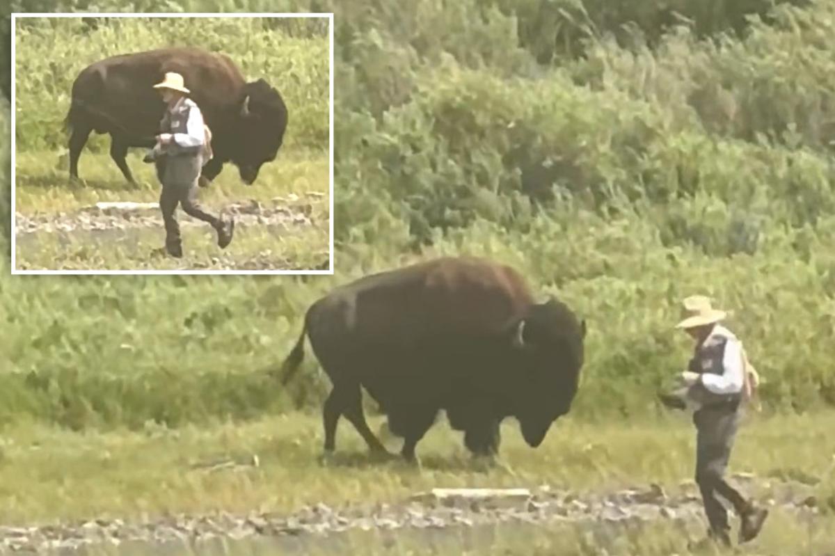 Oblivious Yellowstone fisherman has close call with behemoth bison before wife comes to the rescue